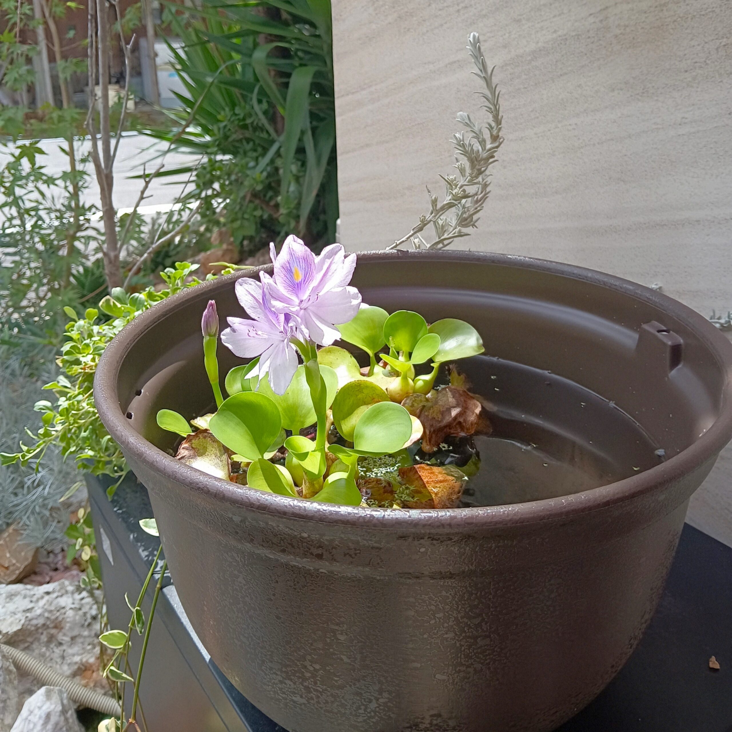 メダカのビオトープに咲いた花