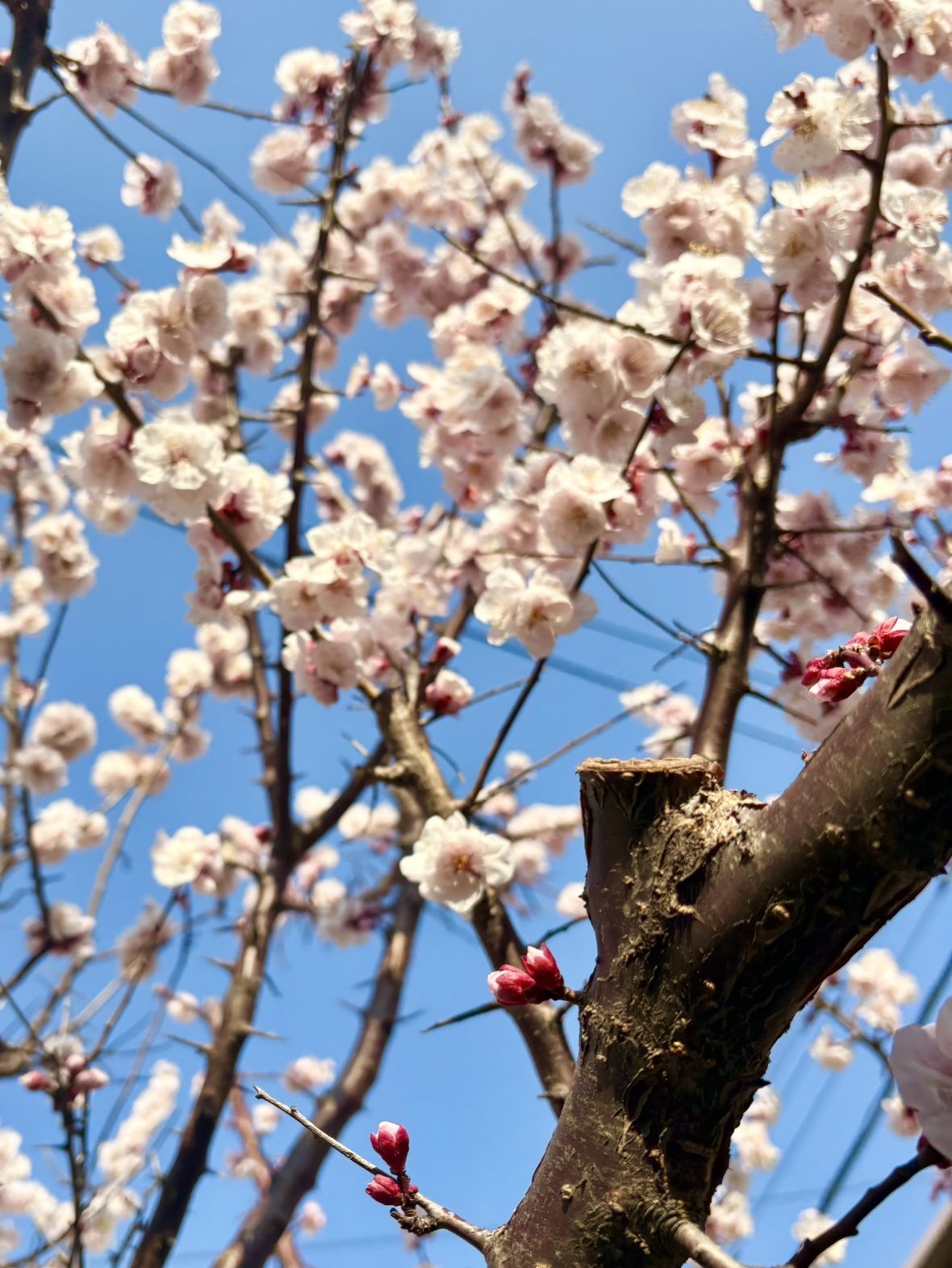 今年もパキラの梅が満開を迎えました🌸