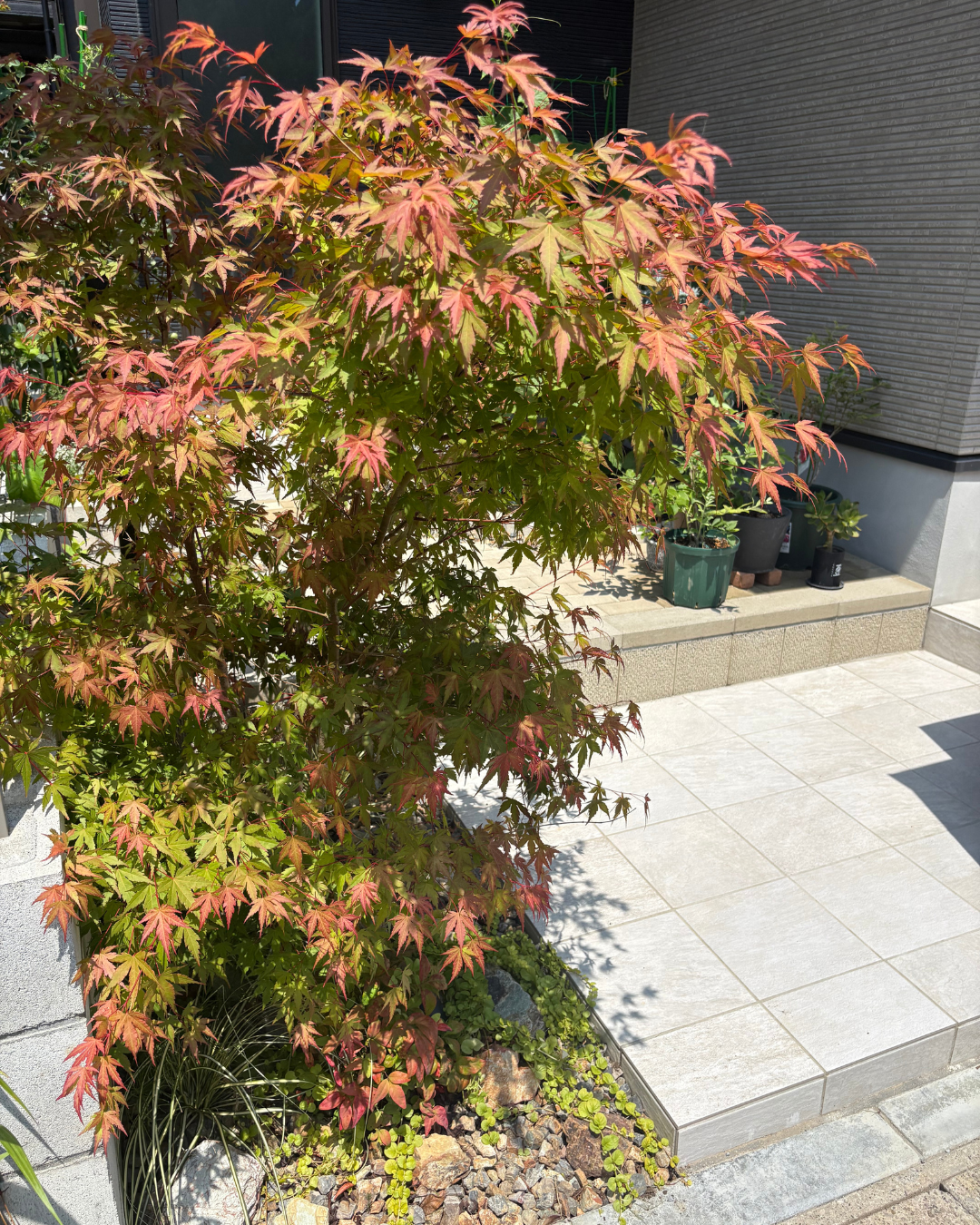 四季を感じる植栽の魅力 ～イロハモミジの紅葉から落葉～
