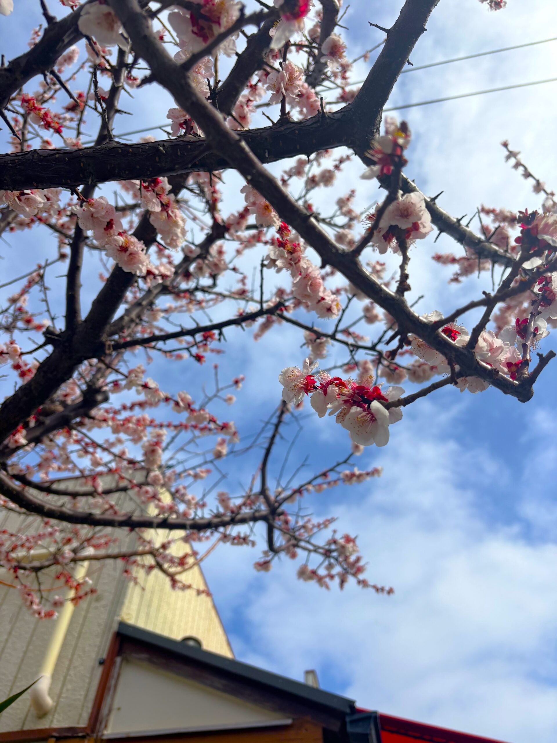 今年も満開をありがとう！