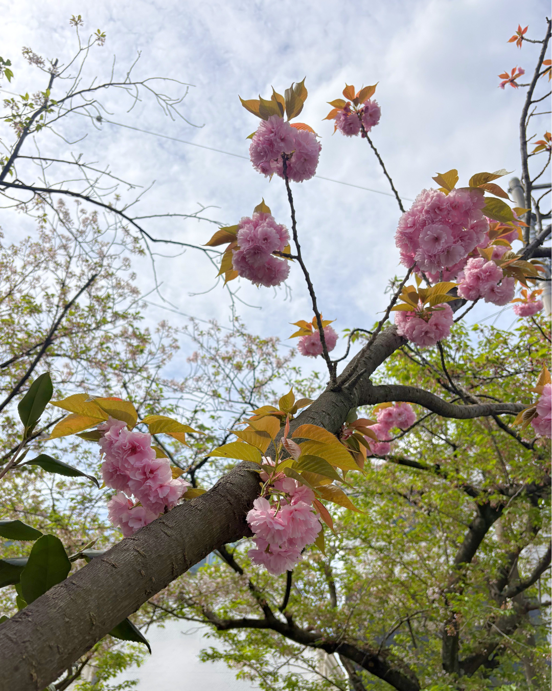 中江川の桜並木、今年も感動をありがとう!